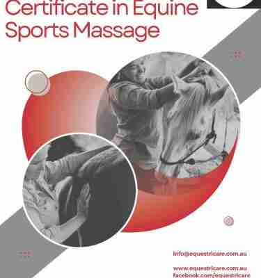 Certificate in Equine Sports Massage