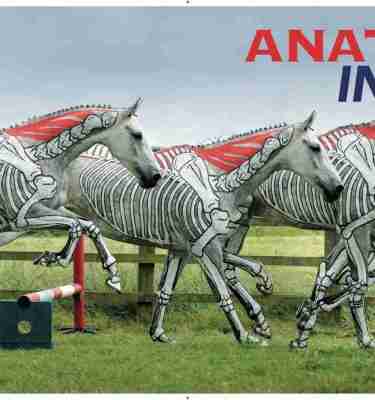 Anatomy in Action (Book)