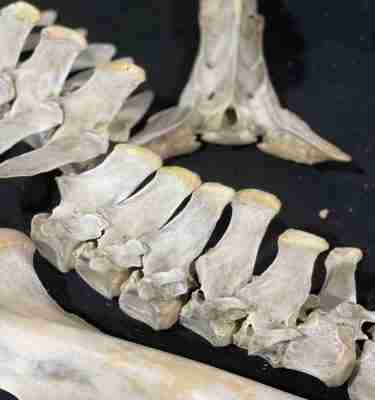 Introduction to Equine Anatomy Online Course