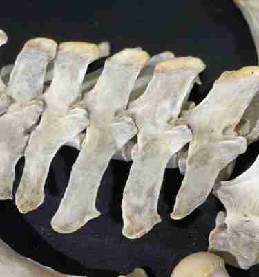 Understanding The Equine Spine