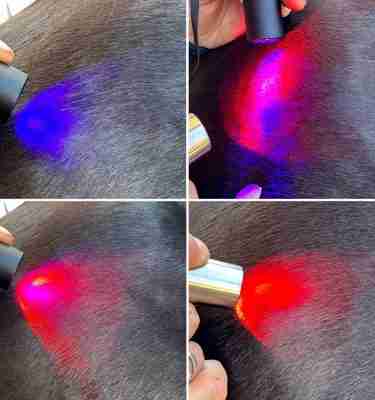 Online Certificate in Photobiomodulation for Horses