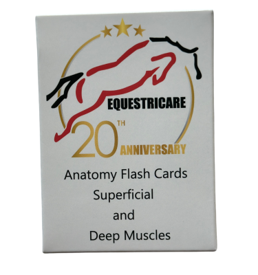 equine anatomy flashcards